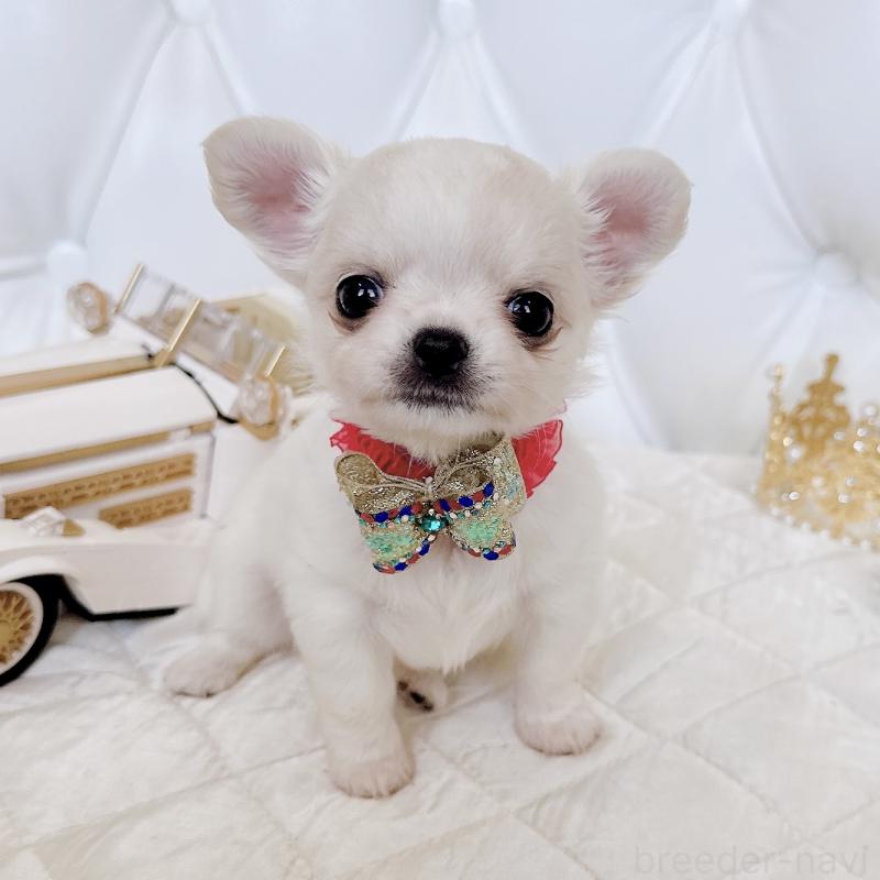 成約済の福岡県のチワワ(ロングコート)-416068の18枚目