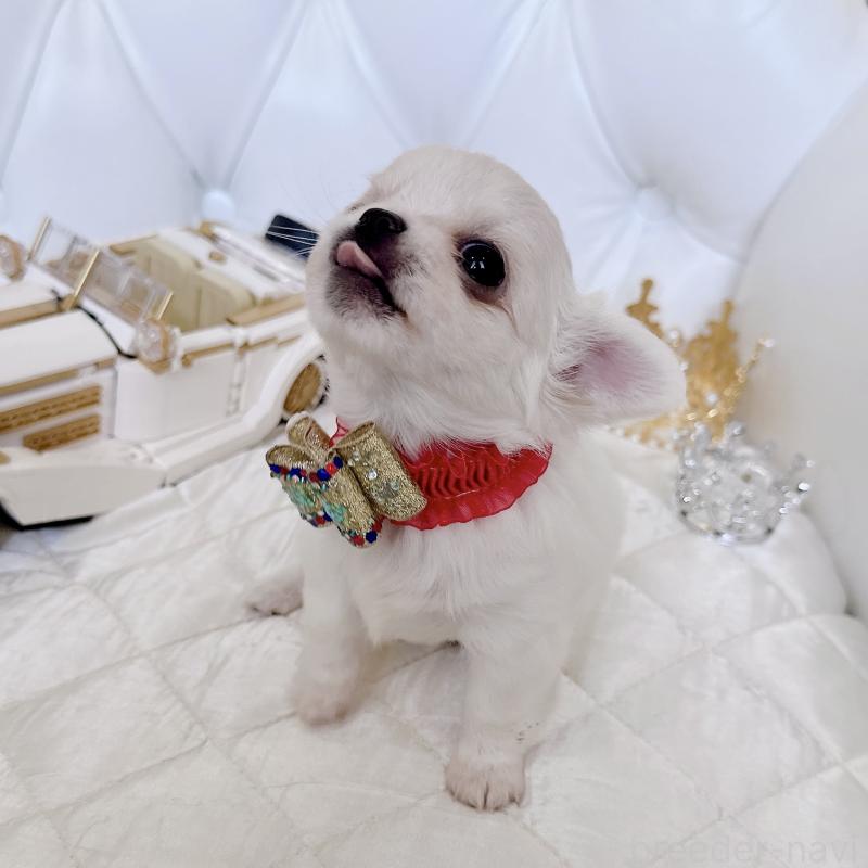 成約済の福岡県のチワワ(ロングコート)-416068の17枚目