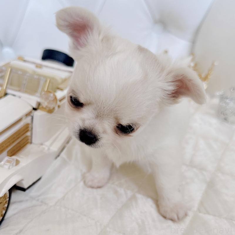 成約済の福岡県のチワワ(ロングコート)-416068の16枚目