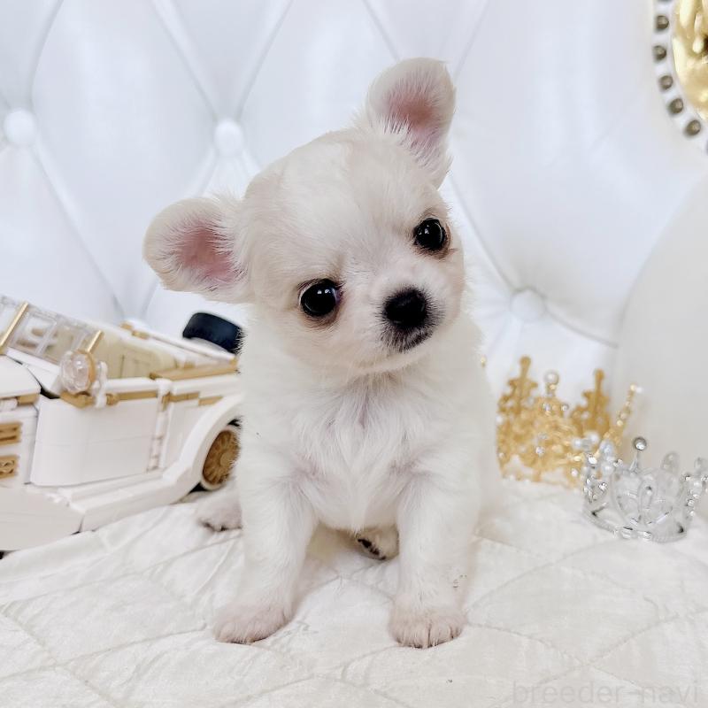 成約済の福岡県のチワワ(ロングコート)-416068の15枚目