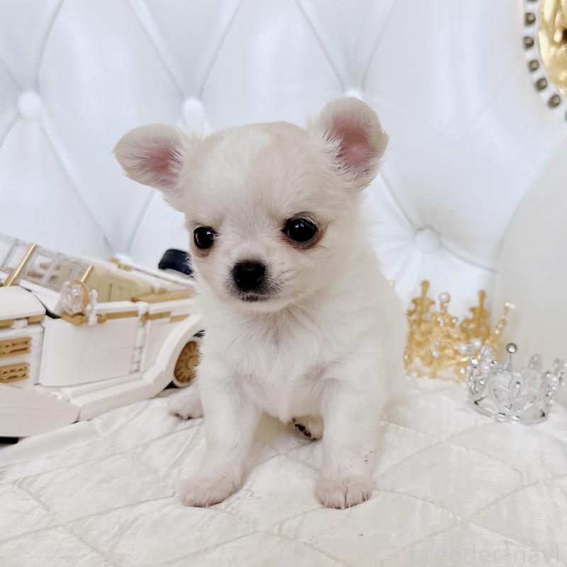 成約済の福岡県のチワワ(ロングコート)-416068の14枚目