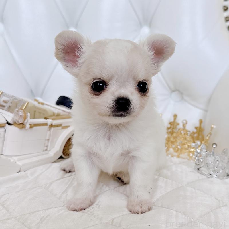 成約済の福岡県のチワワ(ロングコート)-416068の13枚目