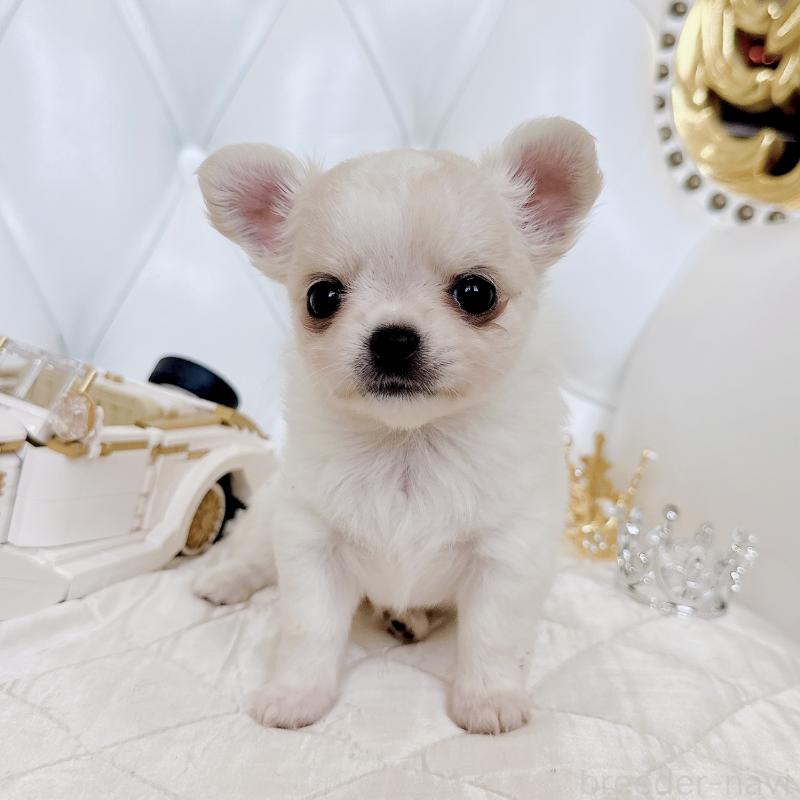 成約済の福岡県のチワワ(ロングコート)-416068の12枚目