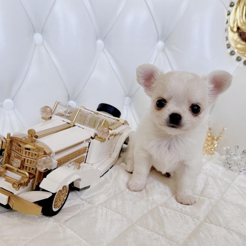 成約済の福岡県のチワワ(ロングコート)-416068の11枚目