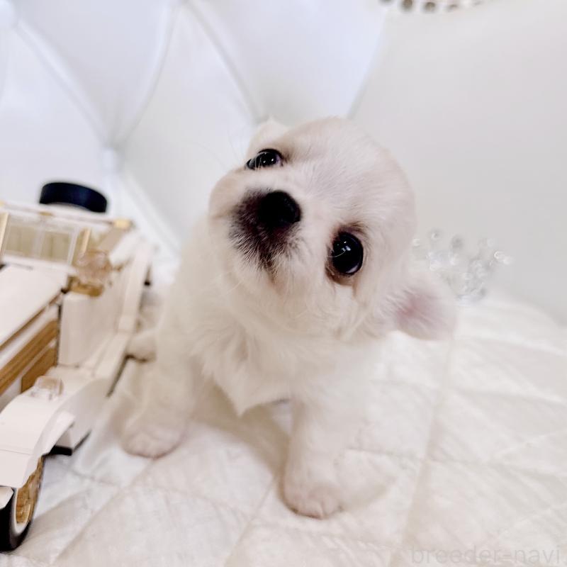 成約済の福岡県のチワワ(ロングコート)-416068の10枚目