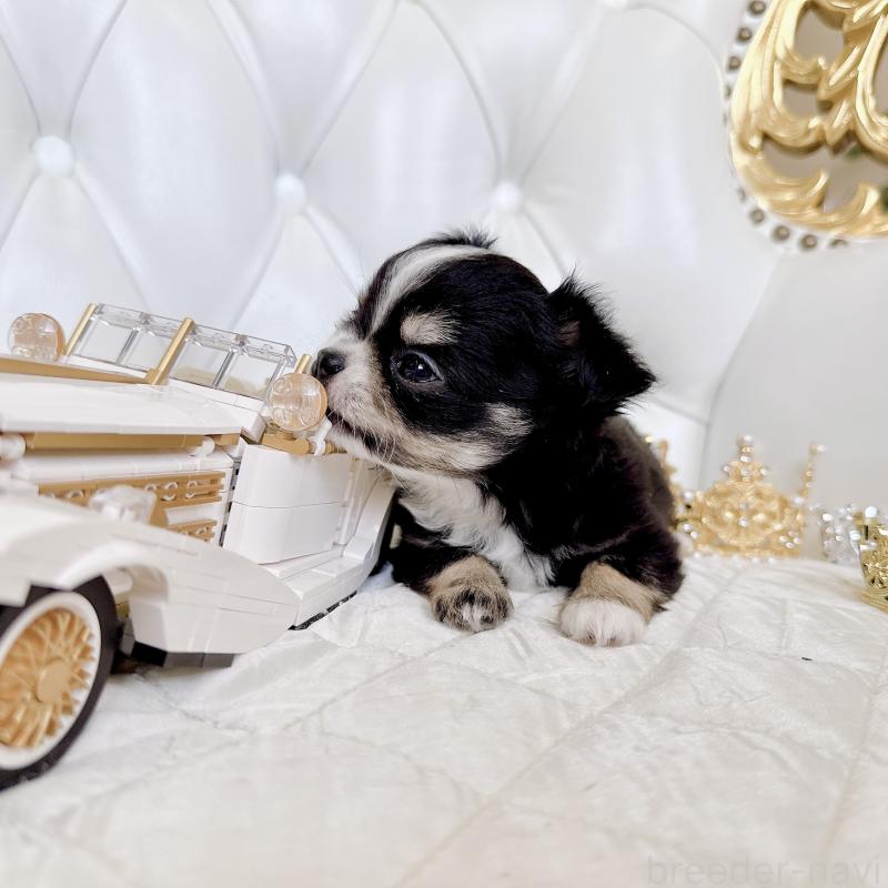 成約済の福岡県のチワワ(ロングコート)-416070の40枚目