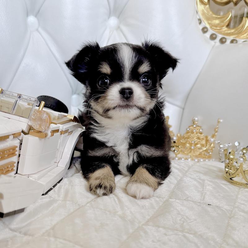 成約済の福岡県のチワワ(ロングコート)-416070の39枚目