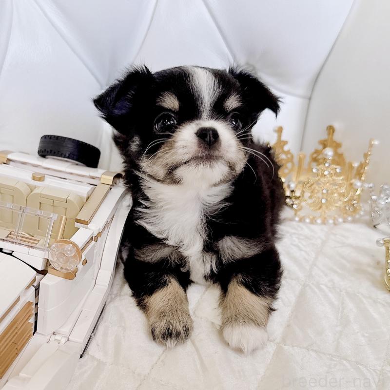 成約済の福岡県のチワワ(ロングコート)-416070の38枚目