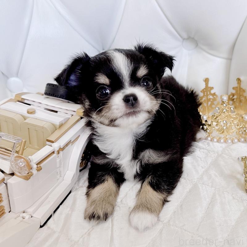 成約済の福岡県のチワワ(ロングコート)-416070の37枚目