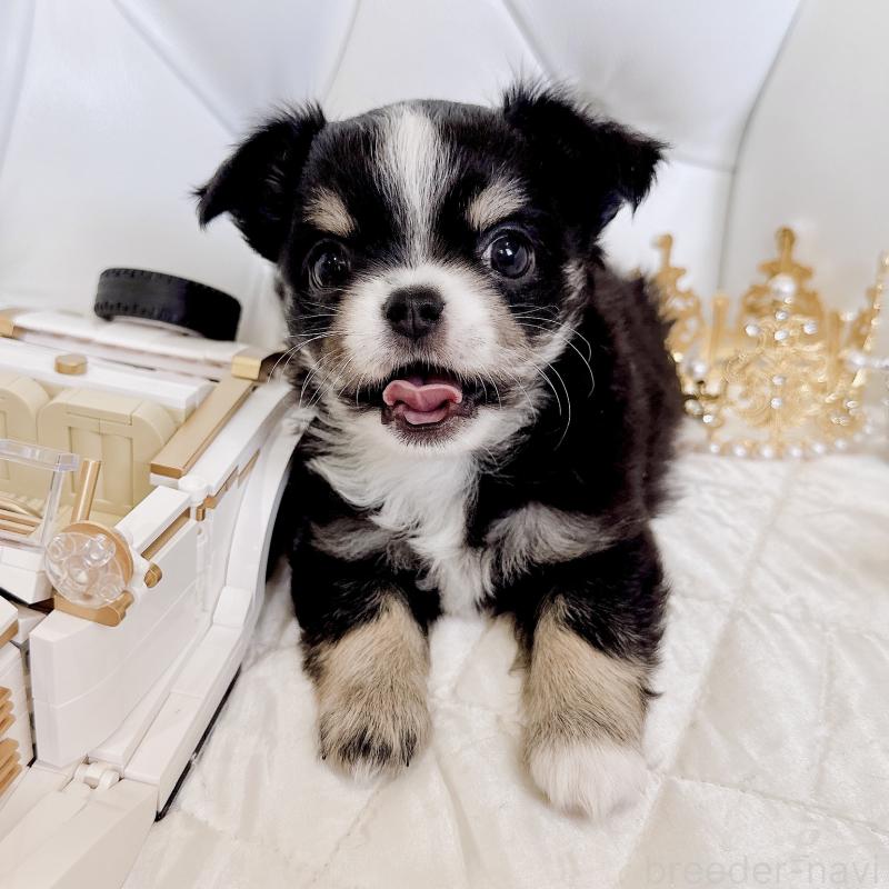 成約済の福岡県のチワワ(ロングコート)-416070の36枚目