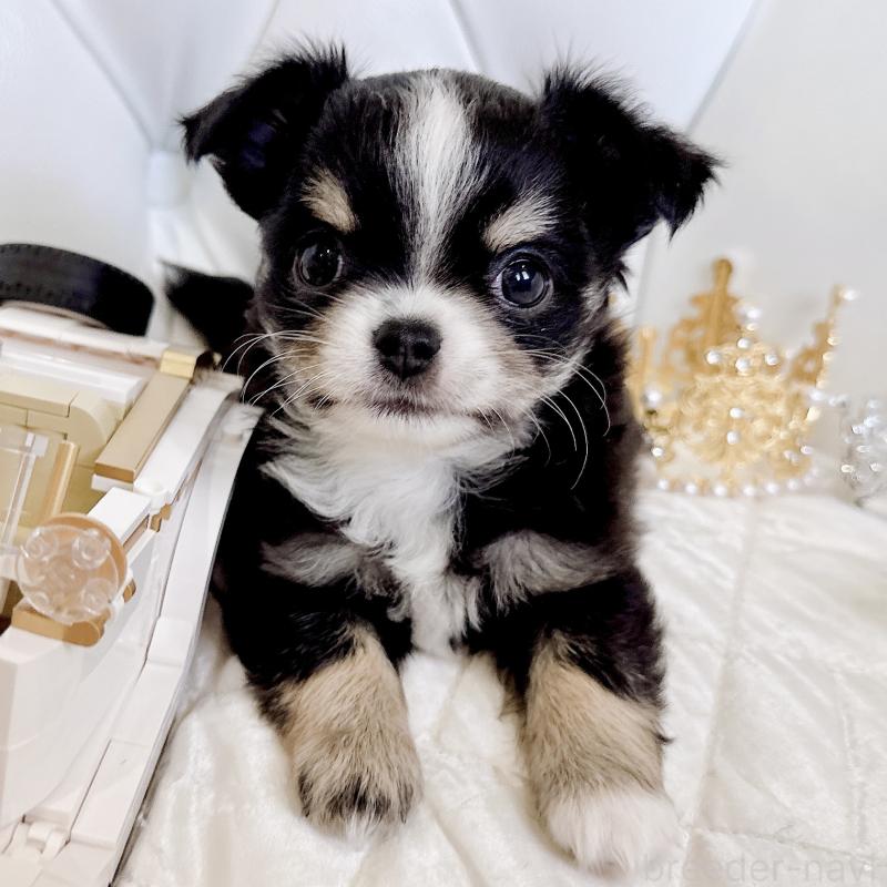 成約済の福岡県のチワワ(ロングコート)-416070の35枚目