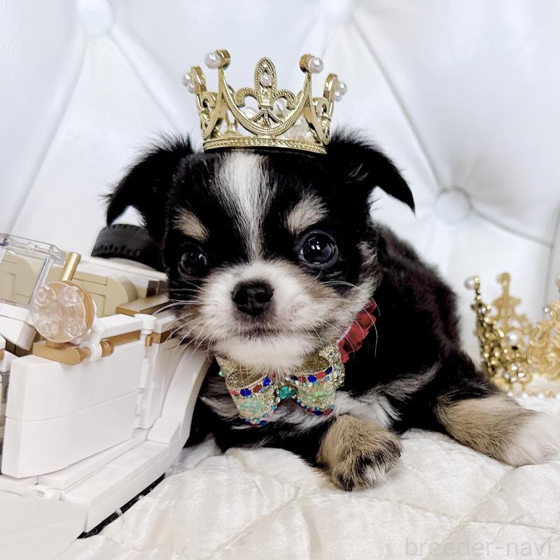 成約済の福岡県のチワワ(ロングコート)-416070の34枚目