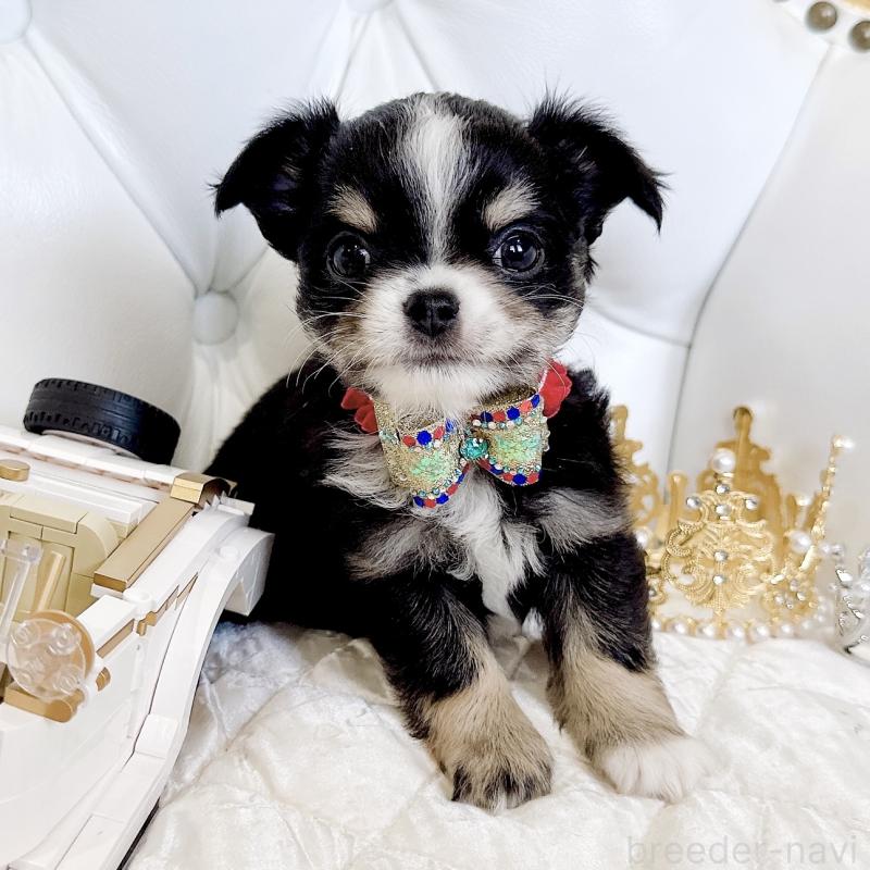 成約済の福岡県のチワワ(ロングコート)-416070の33枚目