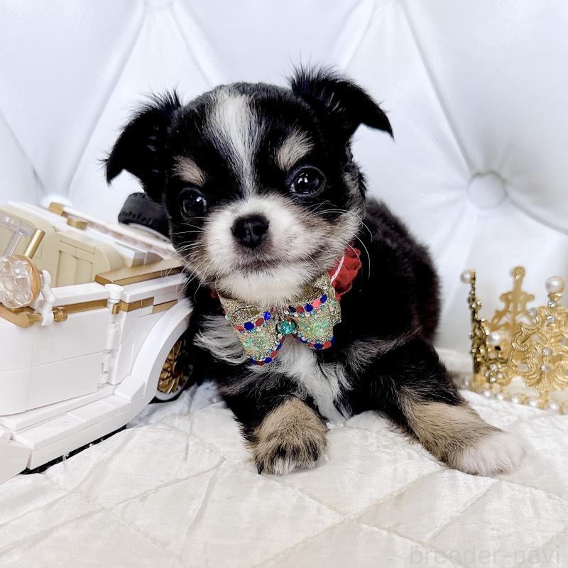 成約済の福岡県のチワワ(ロングコート)-416070の32枚目