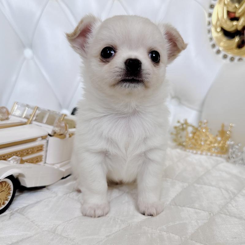 成約済の福岡県のチワワ(ロングコート)-416089の42枚目