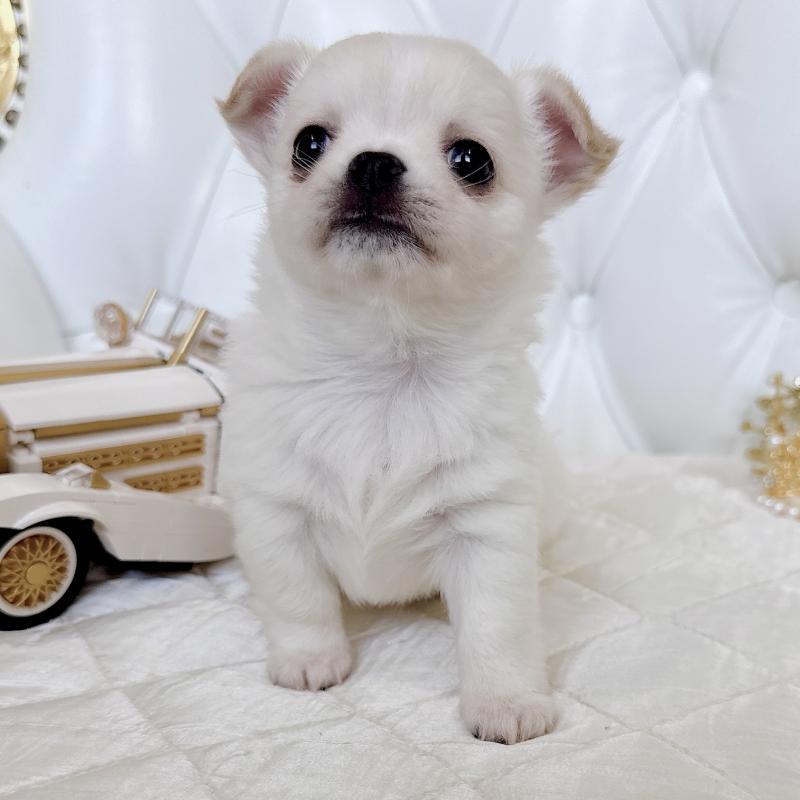 成約済の福岡県のチワワ(ロングコート)-416089の41枚目