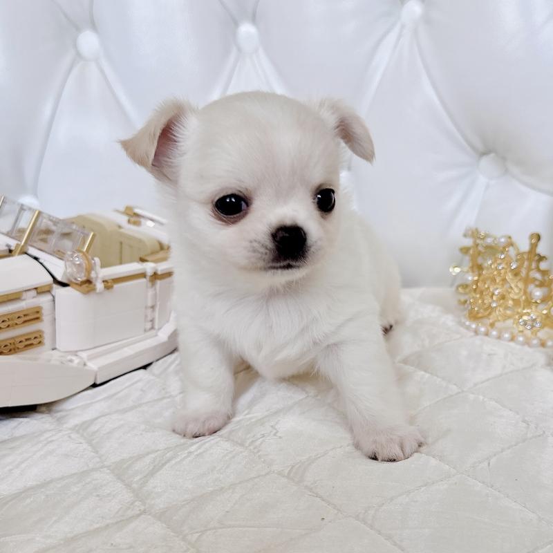 成約済の福岡県のチワワ(ロングコート)-416089の40枚目