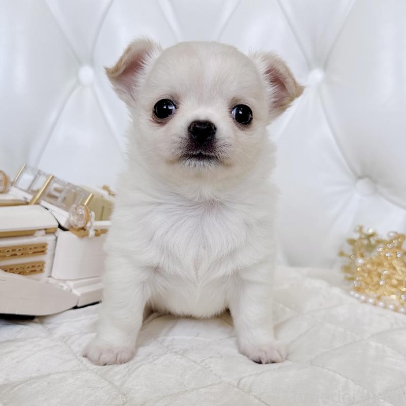 成約済の福岡県のチワワ(ロングコート)-416089の39枚目