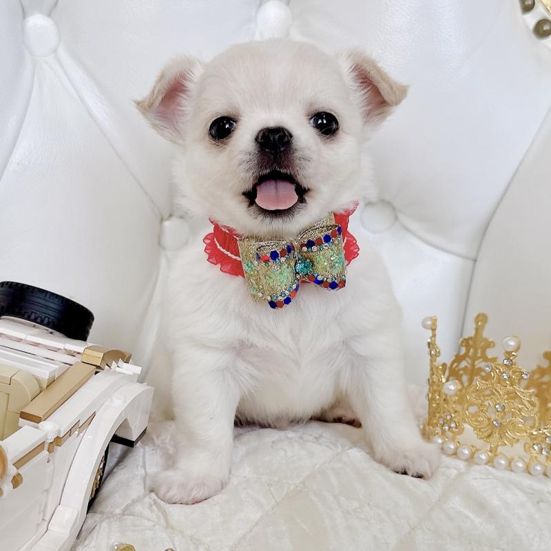 成約済の福岡県のチワワ(ロングコート)-416089の38枚目