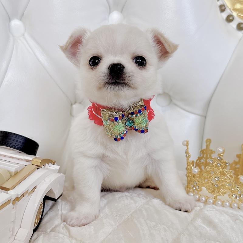 成約済の福岡県のチワワ(ロングコート)-416089の37枚目