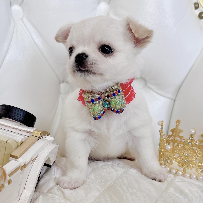 成約済の福岡県のチワワ(ロングコート)-416089の36枚目