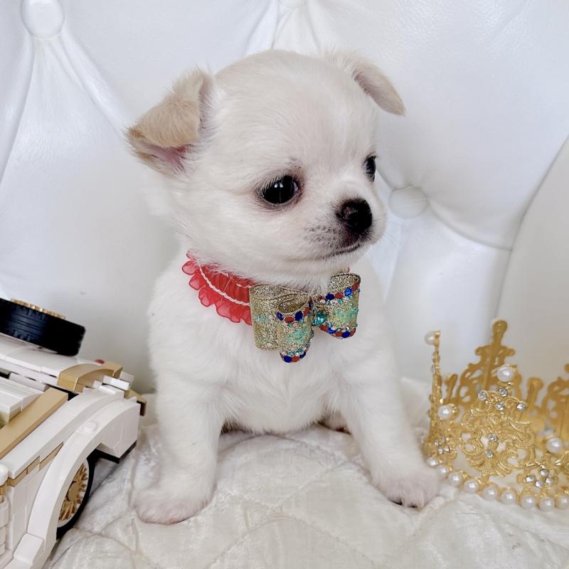 成約済の福岡県のチワワ(ロングコート)-416089の35枚目