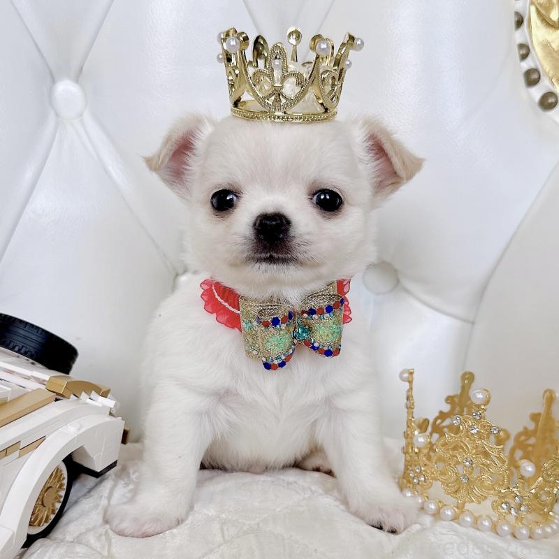 成約済の福岡県のチワワ(ロングコート)-416089の34枚目