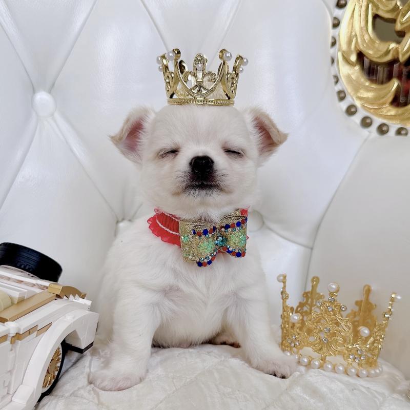 成約済の福岡県のチワワ(ロングコート)-416089の33枚目