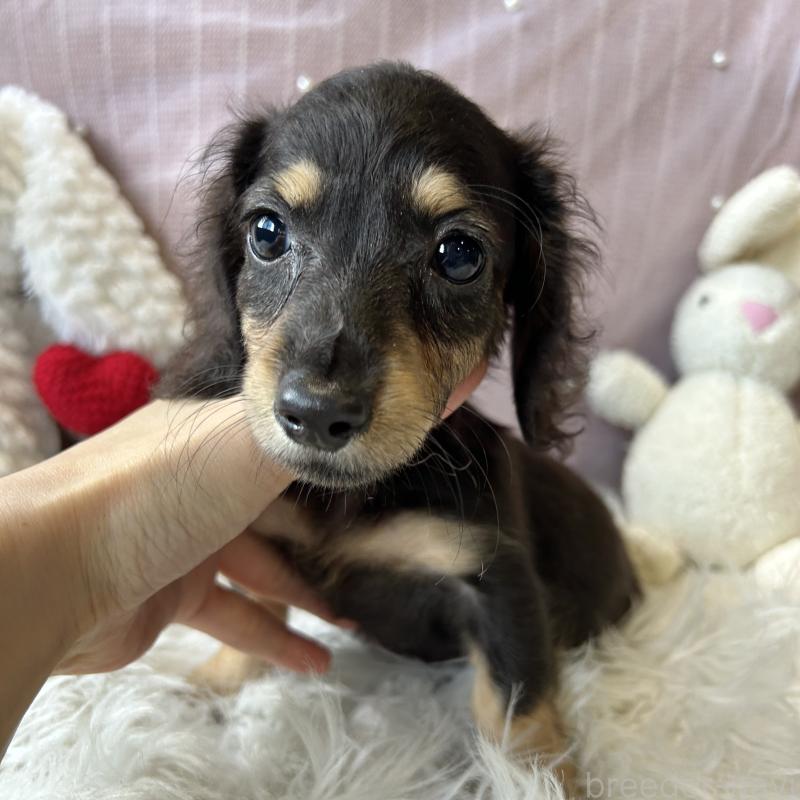 販売中の栃木県のミニチュアダックスフンド(ロングヘアード)-415748の19枚目