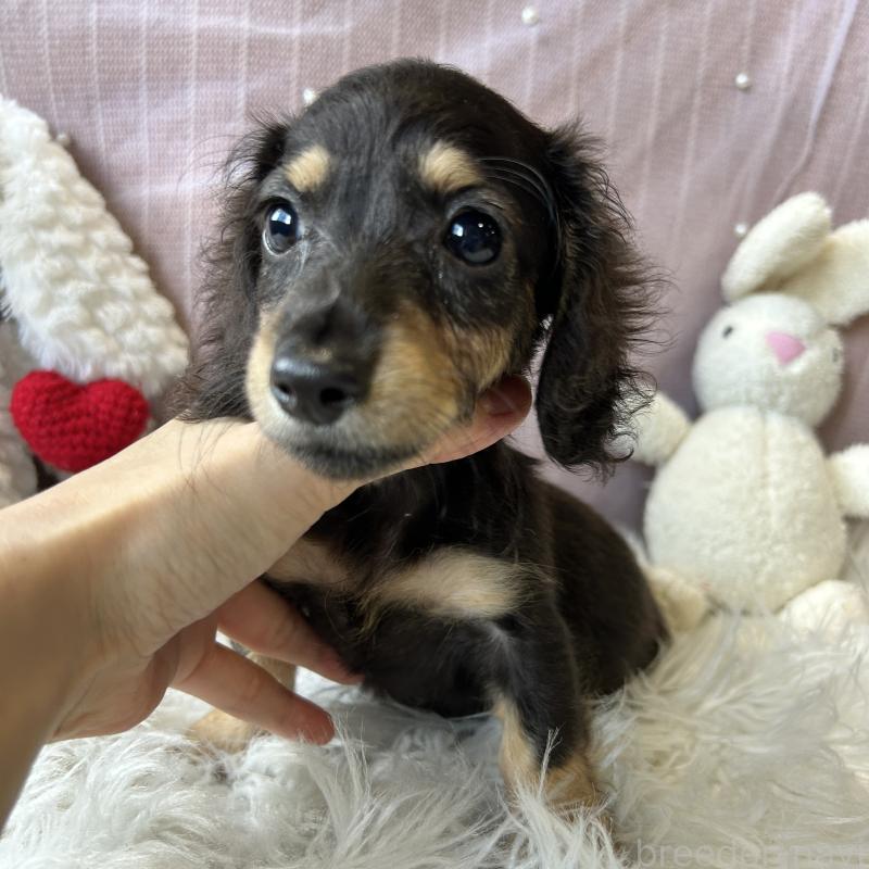 販売中の栃木県のミニチュアダックスフンド(ロングヘアード)-415748の18枚目