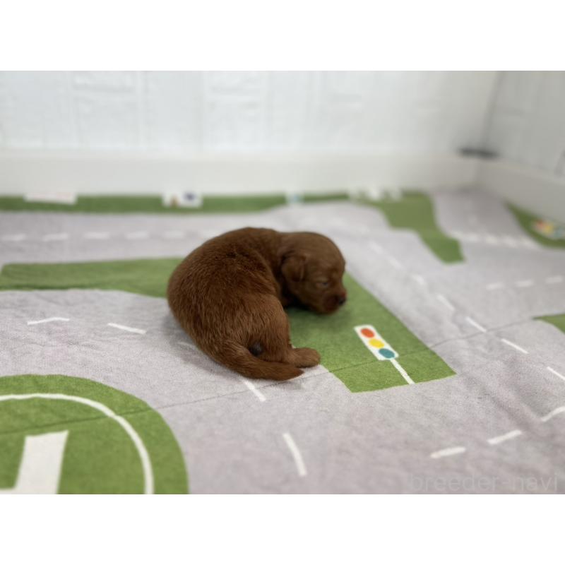 販売中の愛知県のその他の犬種-417163の6枚目
