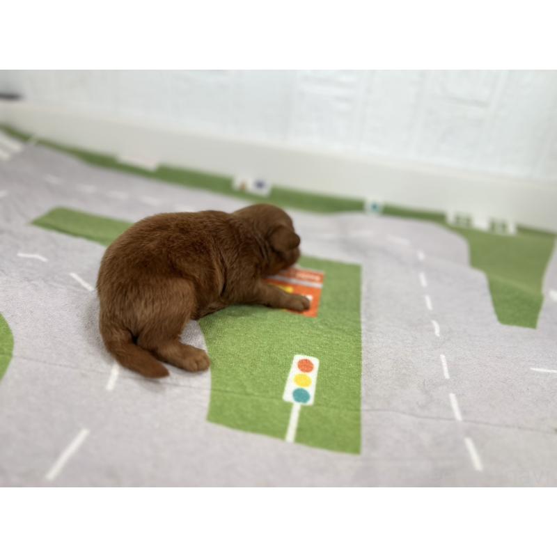 販売中の愛知県のその他の犬種-417163の5枚目