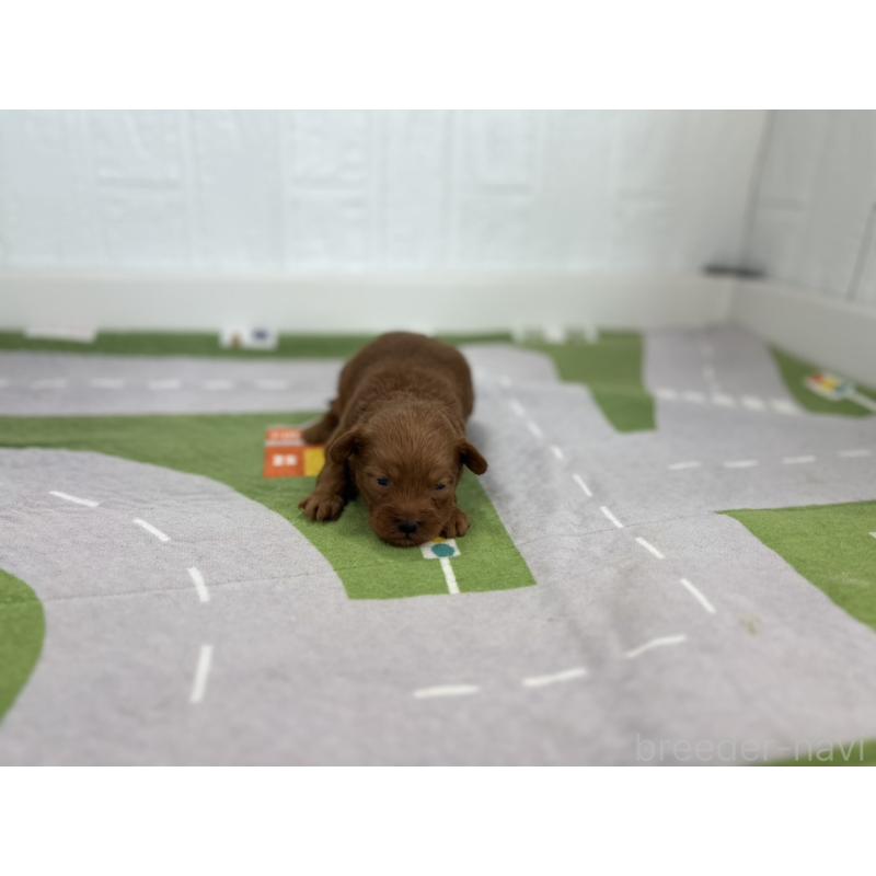 販売中の愛知県のその他の犬種-417163の4枚目