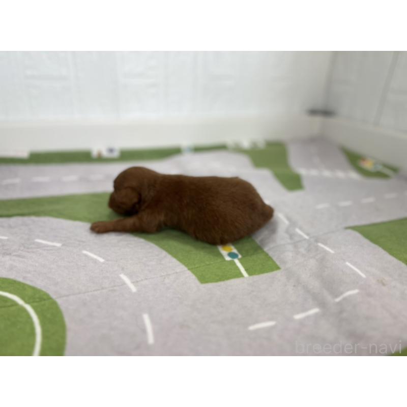 販売中の愛知県のその他の犬種-417163の2枚目