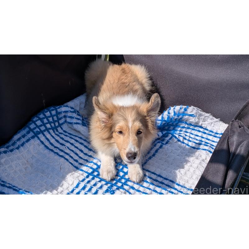 販売中の熊本県のシェットランドシープドッグ(シェルティ)-403422の11枚目