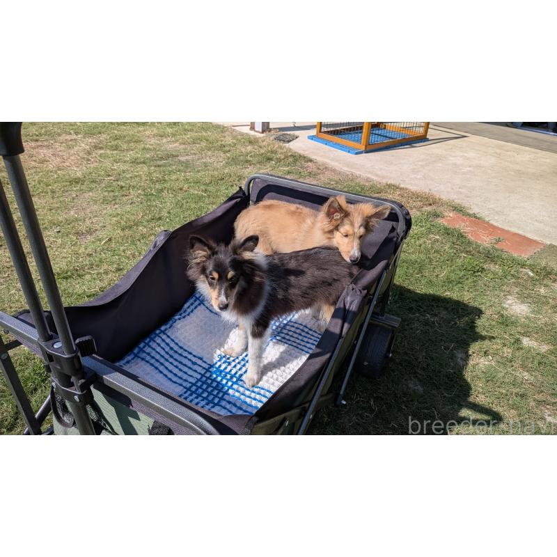 販売中の熊本県のシェットランドシープドッグ(シェルティ)-403422の10枚目