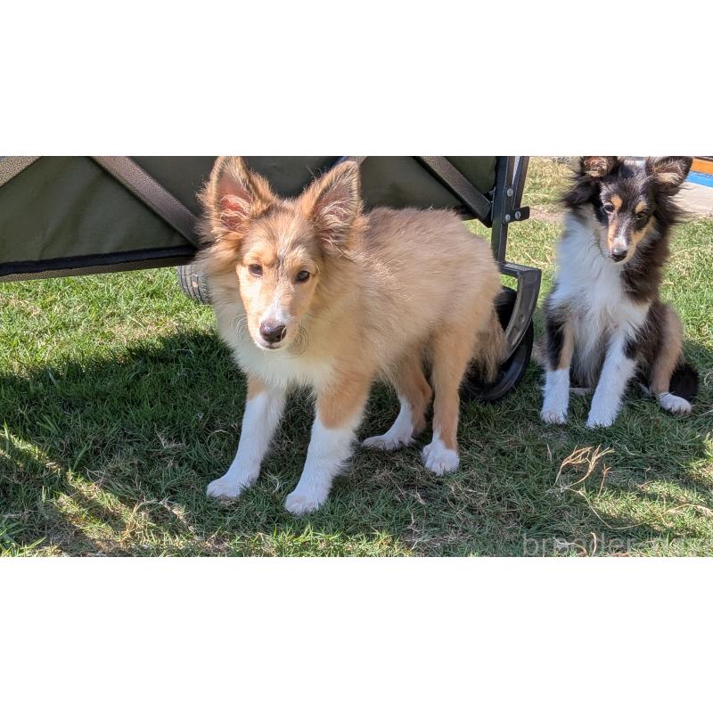 販売中の熊本県のシェットランドシープドッグ(シェルティ)-403422の9枚目