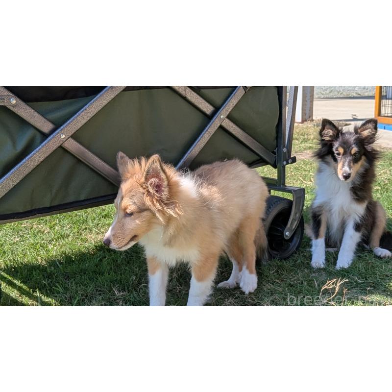 販売中の熊本県のシェットランドシープドッグ(シェルティ)-403422の8枚目