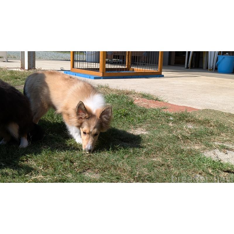 販売中の熊本県のシェットランドシープドッグ(シェルティ)-403422の7枚目