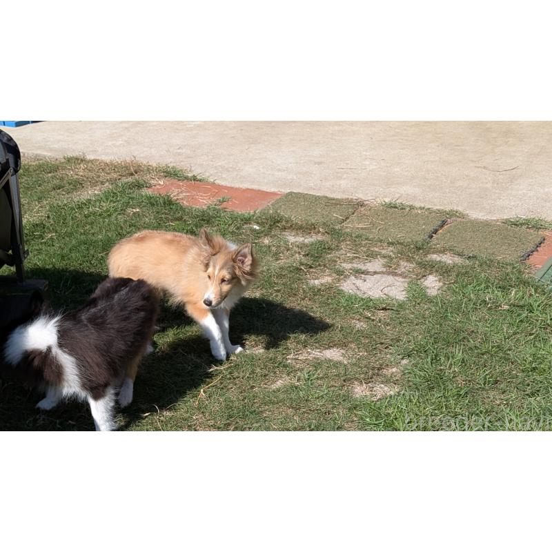 販売中の熊本県のシェットランドシープドッグ(シェルティ)-403422の6枚目