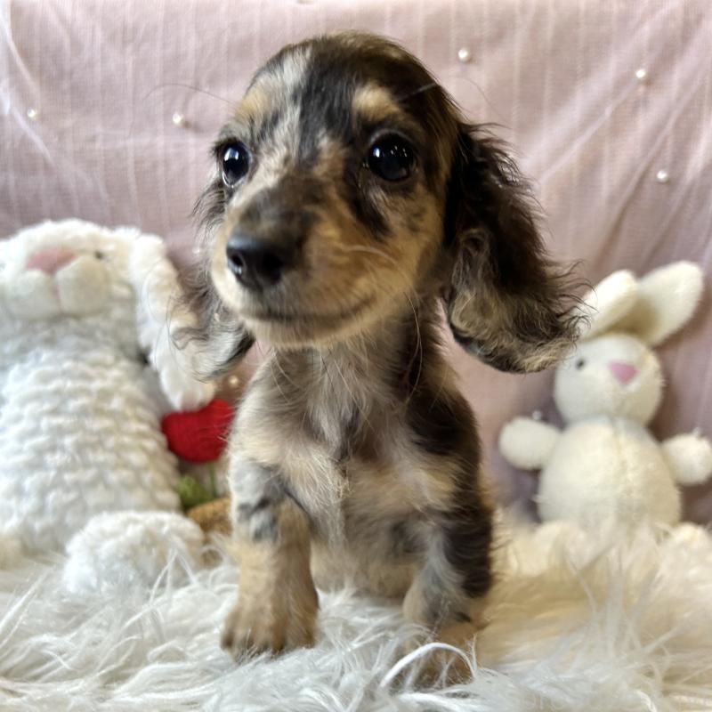 成約済の栃木県のミニチュアダックスフンド(ロングヘアード)-415749の5枚目