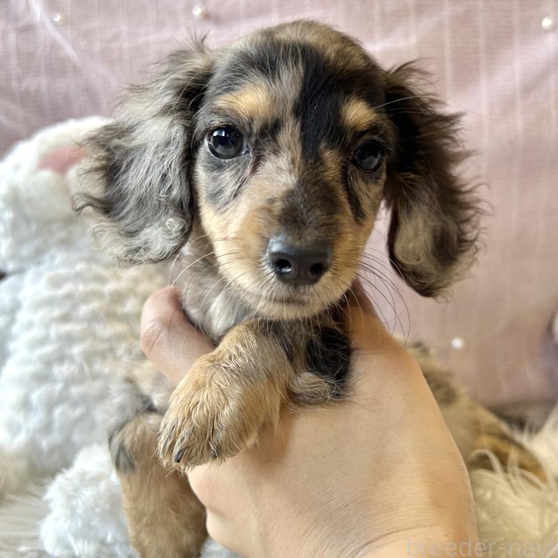 成約済の栃木県のミニチュアダックスフンド(ロングヘアード)-415749の4枚目