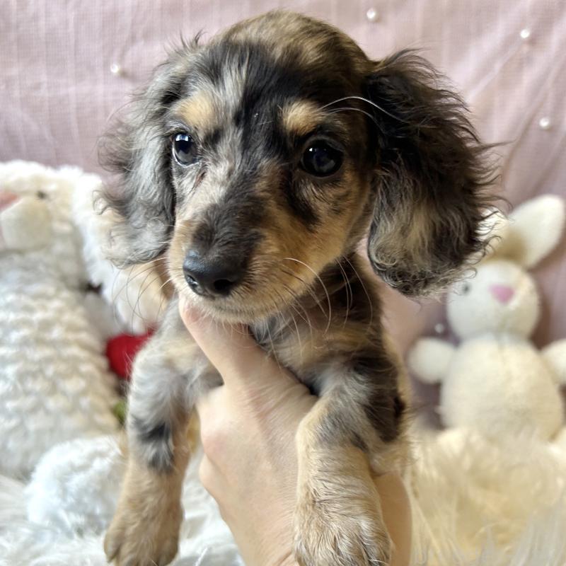 成約済の栃木県のミニチュアダックスフンド(ロングヘアード)-415749の3枚目