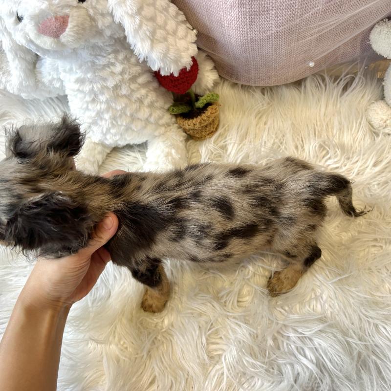 成約済の栃木県のミニチュアダックスフンド(ロングヘアード)-415749の2枚目