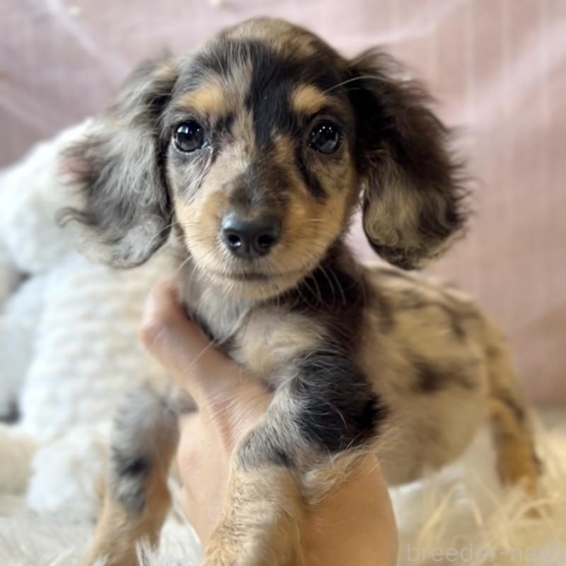 成約済の栃木県のミニチュアダックスフンド(ロングヘアード)-415749