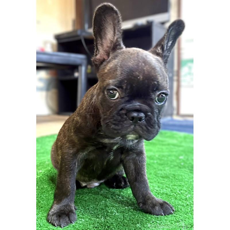 成約済の愛媛県のフレンチブルドッグ-412153の16枚目