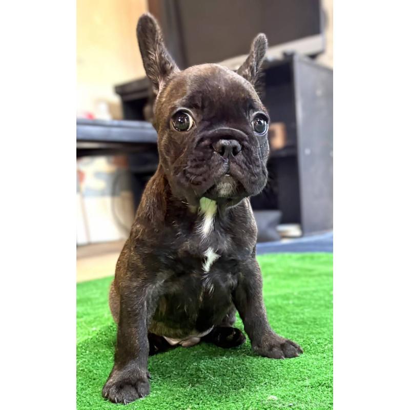 成約済の愛媛県のフレンチブルドッグ-412153の14枚目