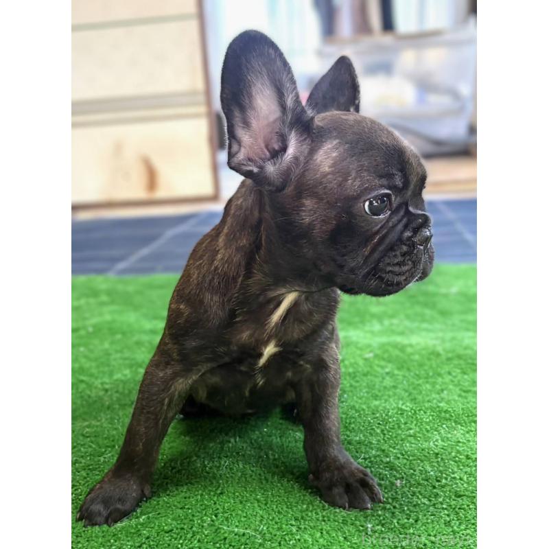 成約済の愛媛県のフレンチブルドッグ-412153の13枚目