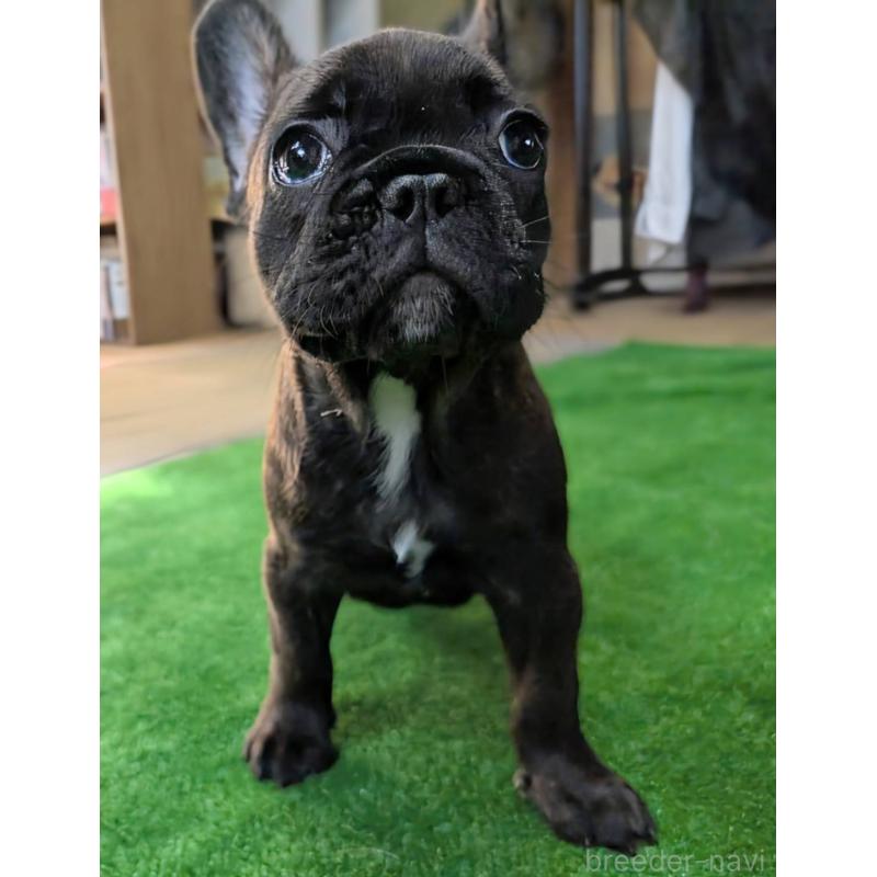 成約済の愛媛県のフレンチブルドッグ-412153の11枚目