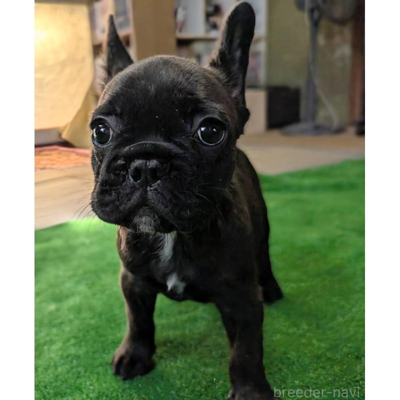 成約済の愛媛県のフレンチブルドッグ-412153の10枚目